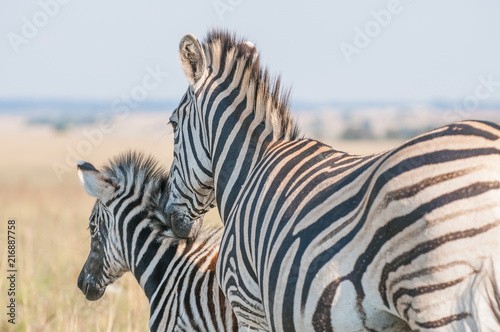 Plains Zebras  Equus quagga 