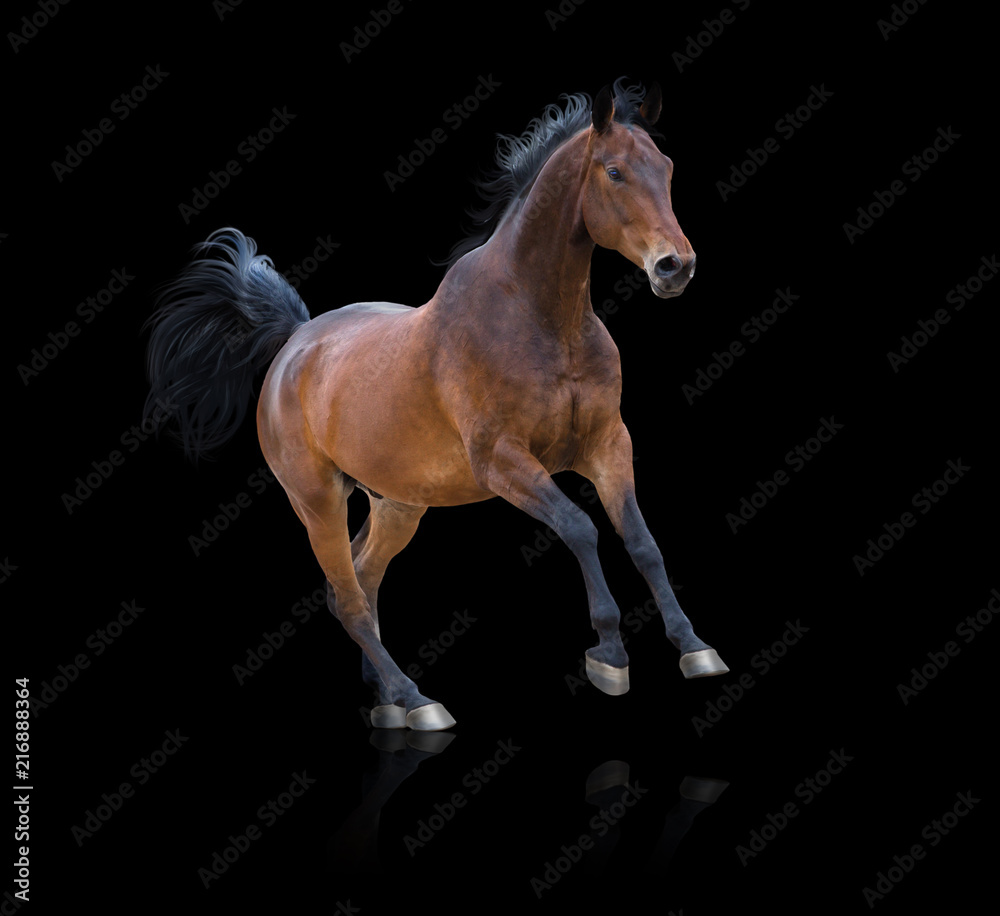 Obraz premium Bay horse galloping on the black background