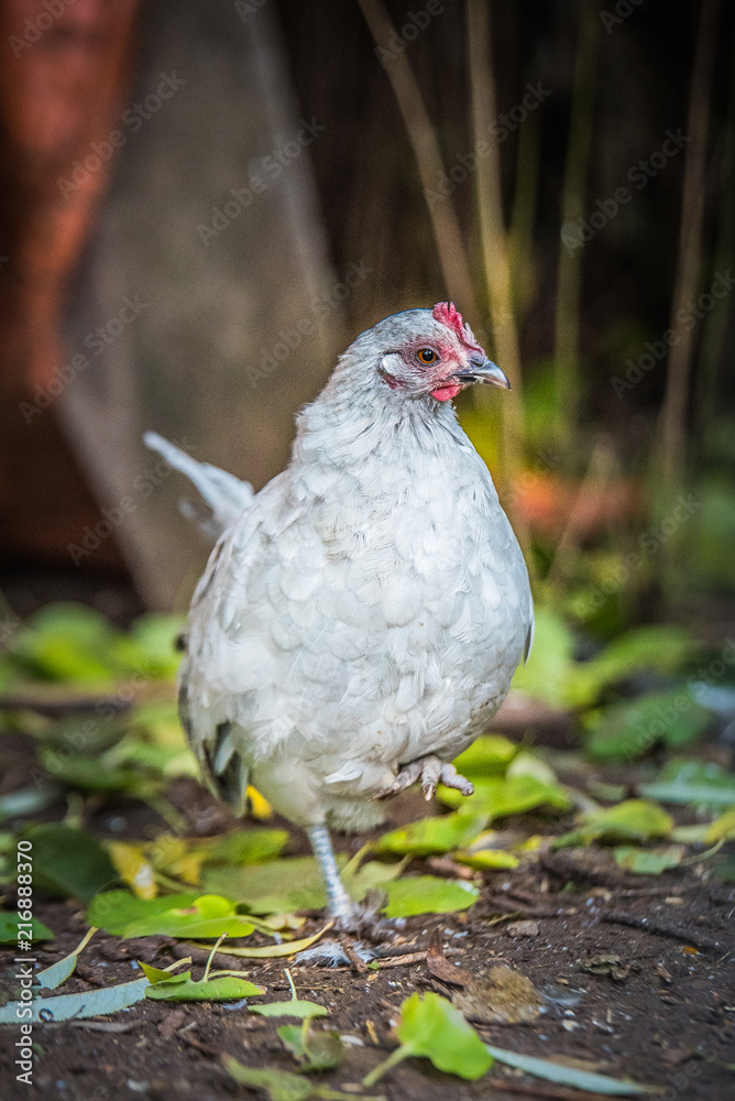 custom made wallpaper toronto digitalfarm chicken