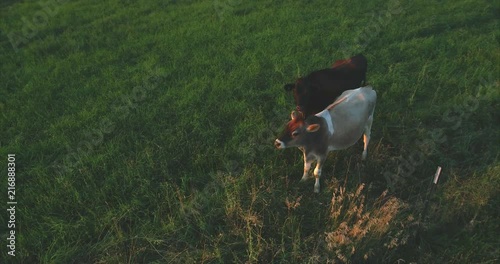 Two Cows Grazing in a Field at Sunset