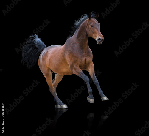Bay horse galloping on the black background