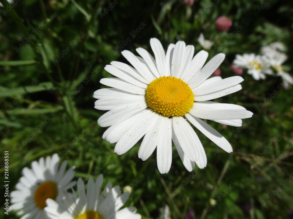 Obraz premium flowers