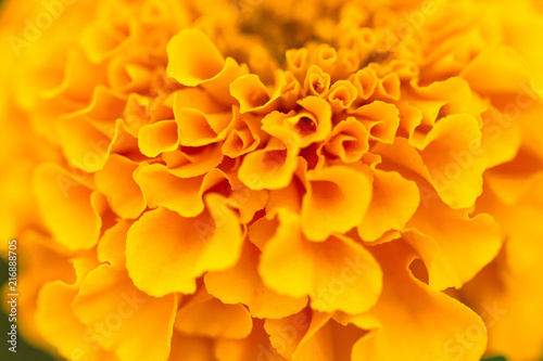 marigold flower © egemen