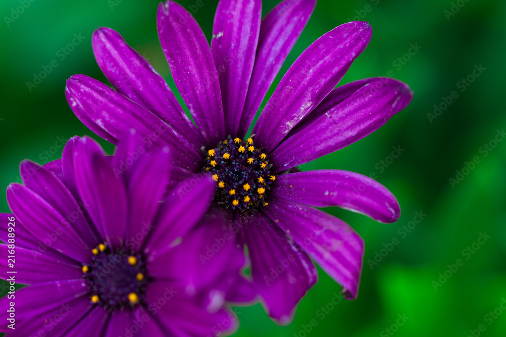purple daisy close up purple daisy close up