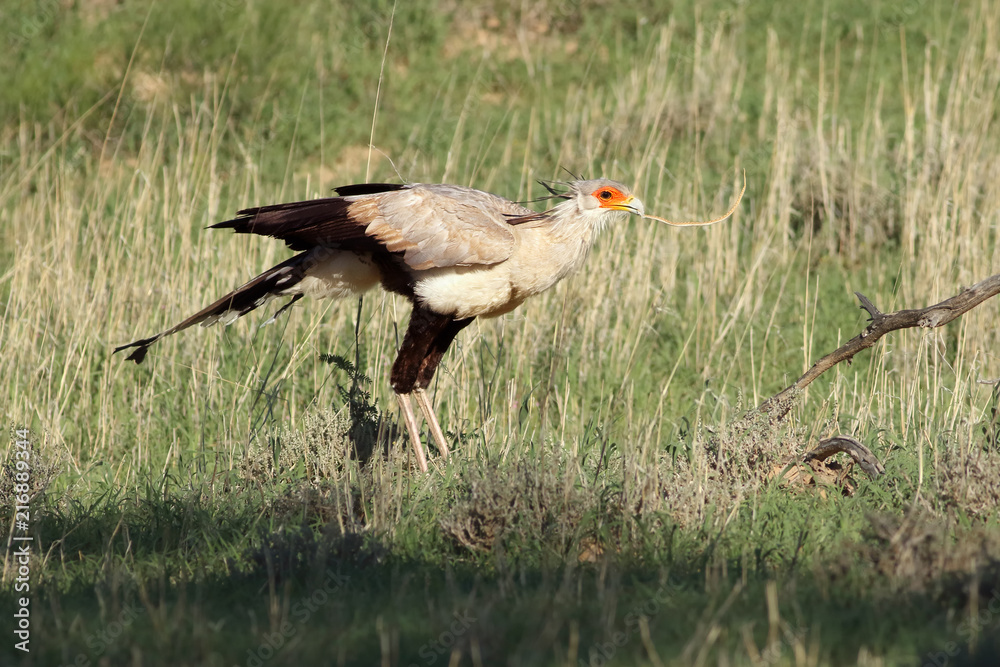 Fototapeta premium The secretarybird or secretary bird (Sagittarius serpentarius) is eating typical prey snake and holding this dangerous animal in the beak in the savanna