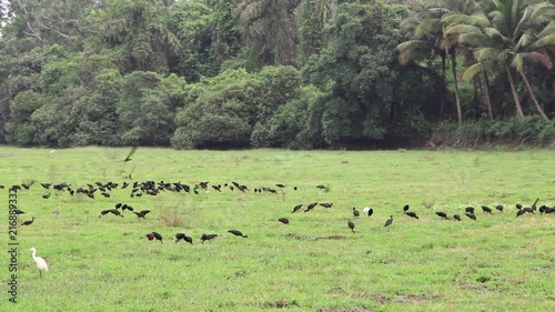 Flock of black egrets searching, pecking and eating food from marshy grassland of Batim lake bed in Goa, India. photo