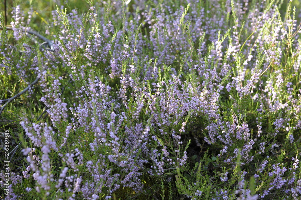 Obraz premium Grass, field, purple flowers