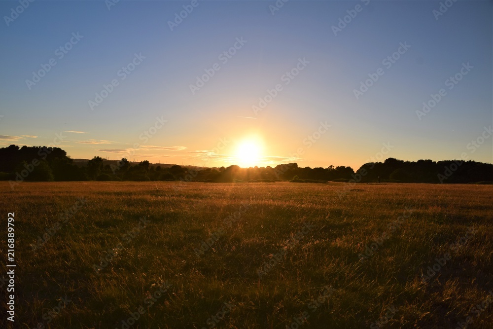 Sunset over a wheat field in the countryside