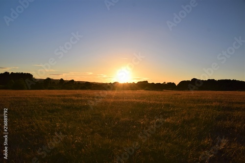 Sunset over a wheat field in the countryside