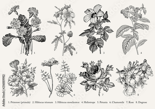 Botany. Set vintage realistic isolated flowers. Nature. Drawing engraving. Vector victorian Illustration. Primrose, Hibiscus, Heliotrope, Petunia, Chamomile, Rose, Dogrose.