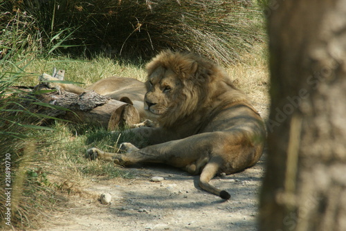 Lion lionne