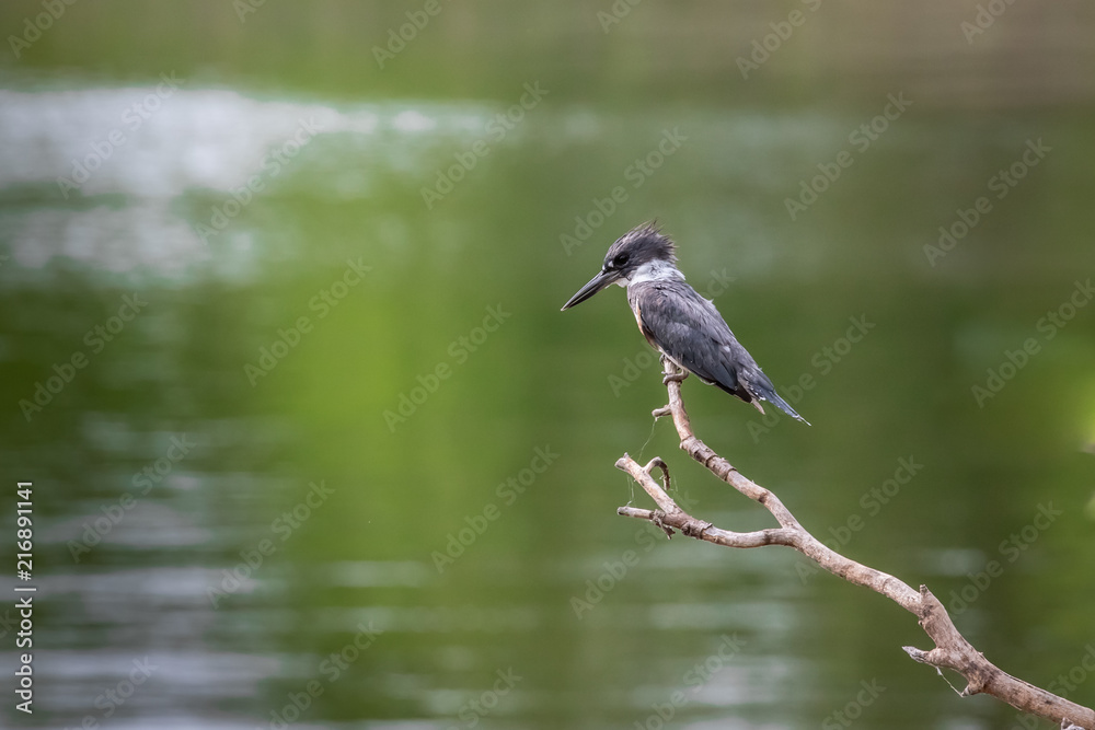 Fototapeta premium A Kingfisher (Alcedinidae) perched on branch overlooking Lake Hefner in Oklahoma City