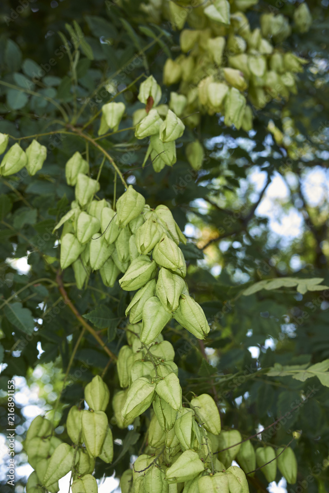 Obraz premium Koelreuteria paniculata