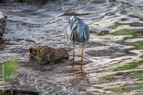 Yellow-crowned Night Heron (Nyctanassa violacea) fishing on a lakeshore photo