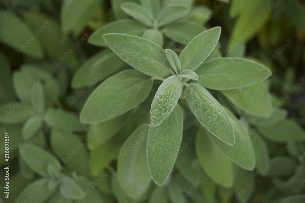 Obraz premium Salvia officinalis