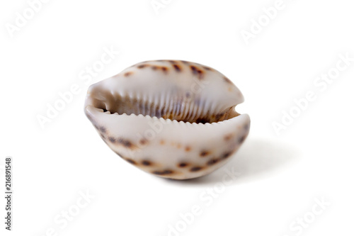 Porcelain shell
