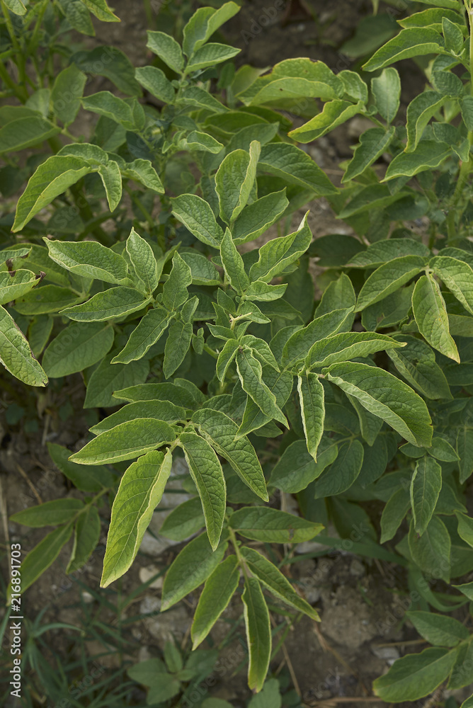 Solanum tuberosum