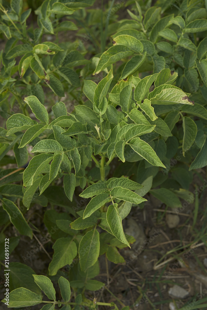 Fototapeta premium Solanum tuberosum