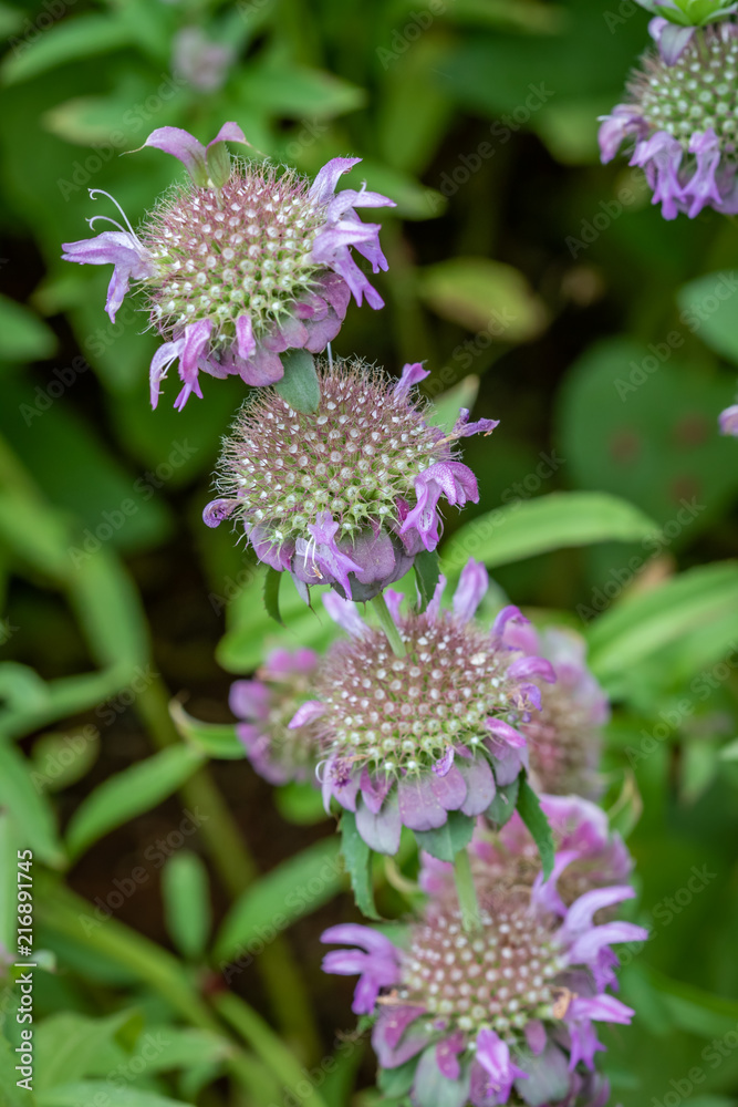 Close up of Monarda Bee Balm blossoms in a backyard wildflower garden Close up of Monarda Bee Balm blossoms in a backyard wildflower garden