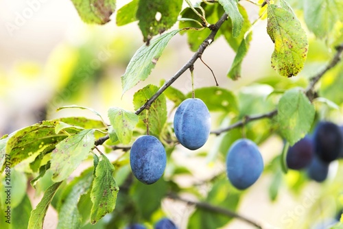 fresh organic blue plums isolated. plum tree. plum fruit isolated