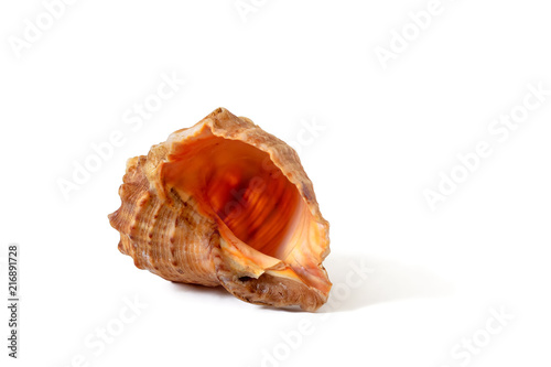 Old sea shell
