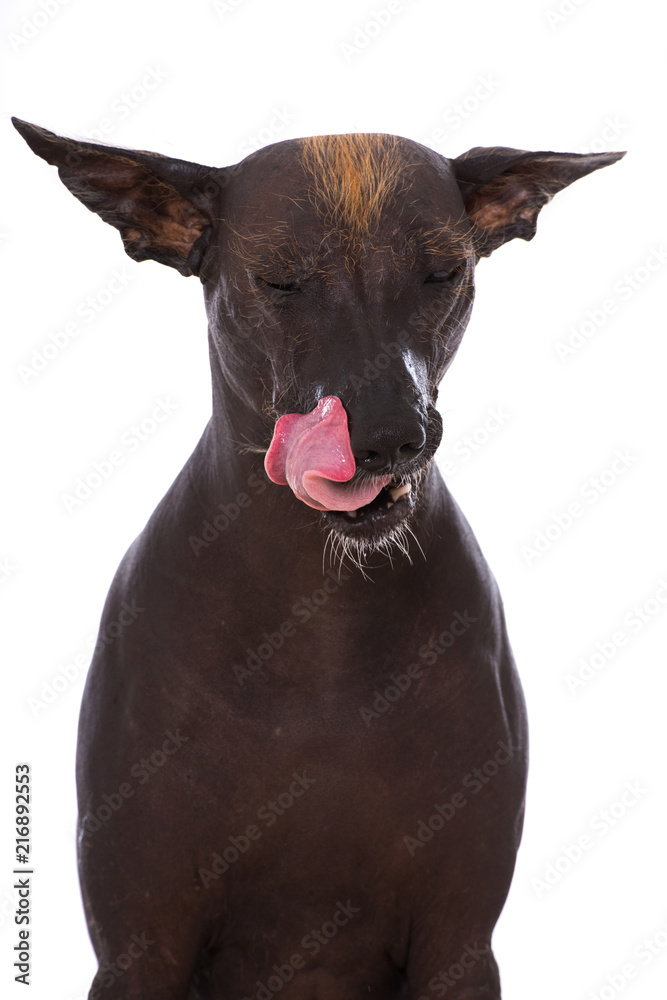 Nackthund schleckt sich das Maul isoliert auf weißem Grund Stock Photo Adobe Stock