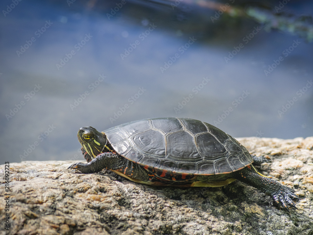 Obraz premium Botanical Garden of Montreal