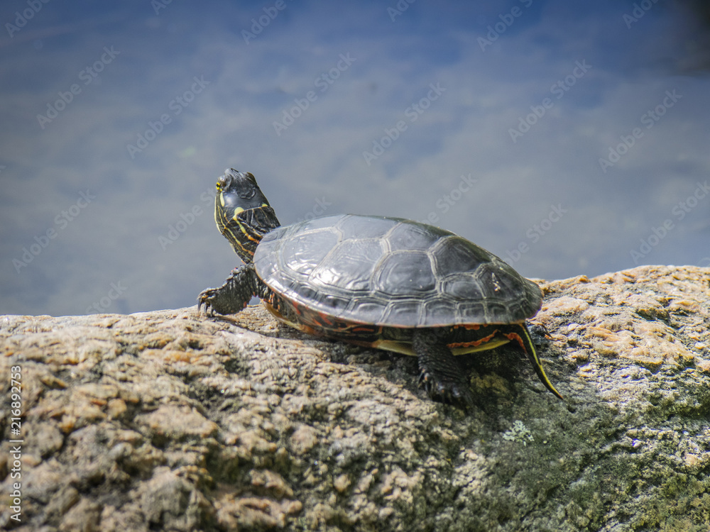 Obraz premium Botanical Garden of Montreal