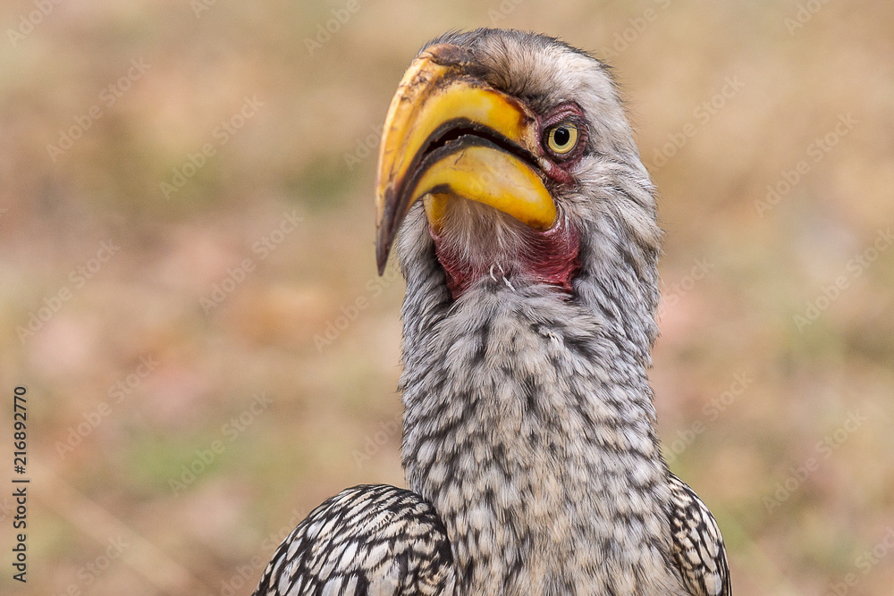 Calao de Bico Amarelo do Sul / Southern Yellow Billed Hornbill (Tockus leucomelas)