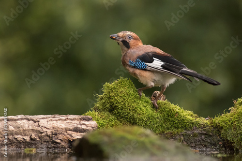 Colorful eurasian jay eating worm on a branch with moss.