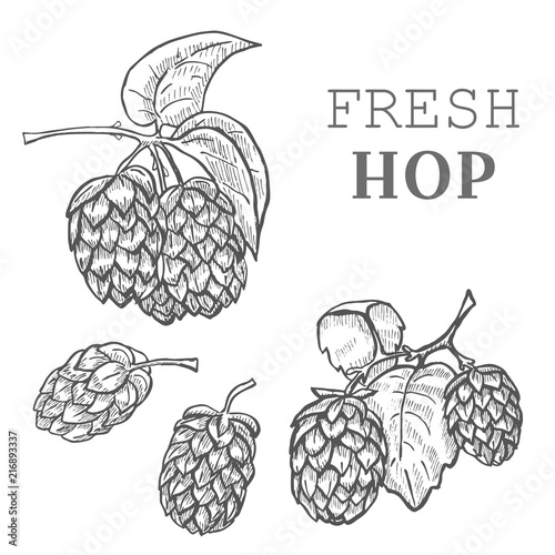 Sketches of hop plant, hop on a branch with leaves