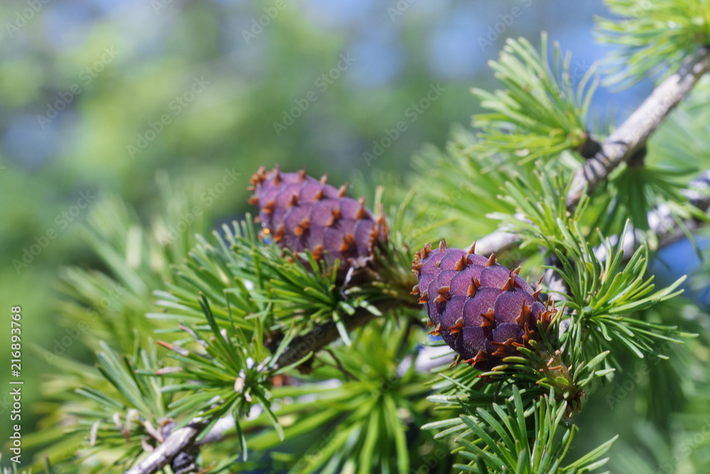 Branch with cones of European larch (Larix decidua). Branch with cones of European larch (Larix decidua).