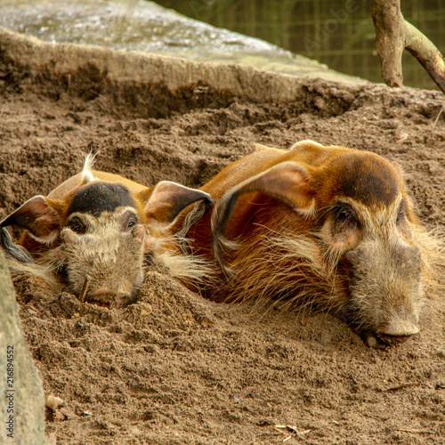 Schilderij op canvas Pumbaa and friend