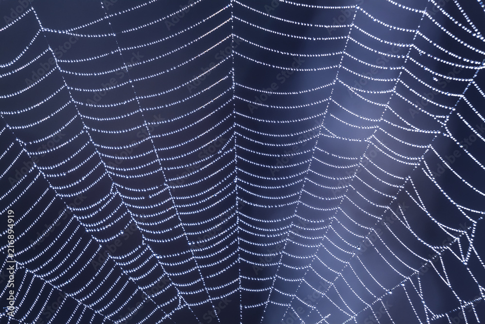 Naklejka premium Spider web with dew drops on the blue background closeup early in the morning