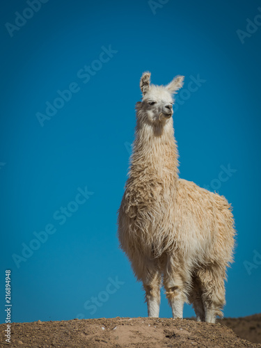 Llama 2