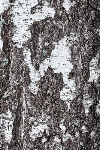 Wallpaper Mural birch tree bark details. closeup. background or texture Torontodigital.ca