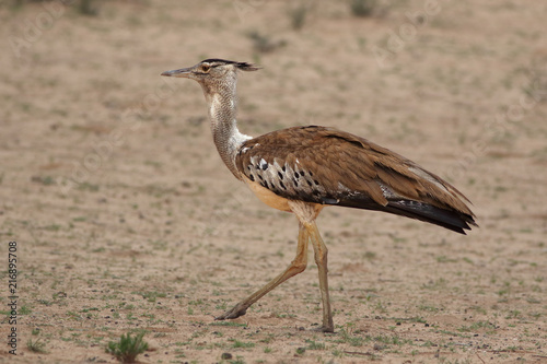 Fotografía Big kori bustard (Ardeotis kori) is walking in the desert and putting his foot f