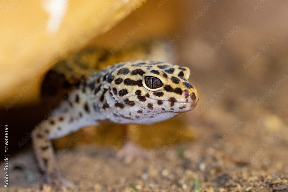 Obraz premium Leopard gecko