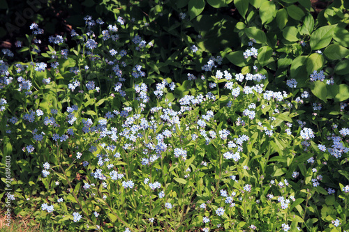Forget-me-not flowers on the flower bed as a floral background