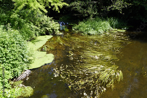 Wasserpflanzen im klaren Wasser der Ilmenau photo