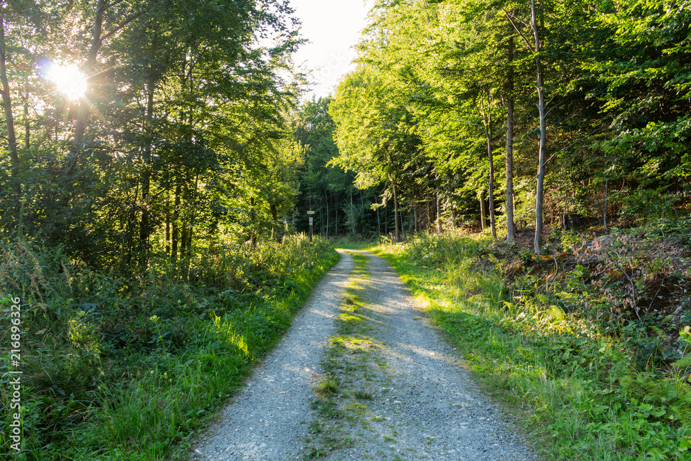Obraz premium Cycling in Nature Forest on a rainy day. Road in Forest nature. Green forest road. Nature. Road. Natural environment.