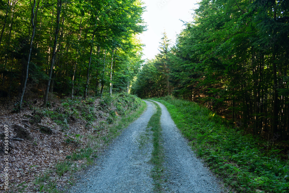 Cycling in Nature Forest on a rainy day. Road in Forest nature. Green forest road. Nature. Road. Natural environment.