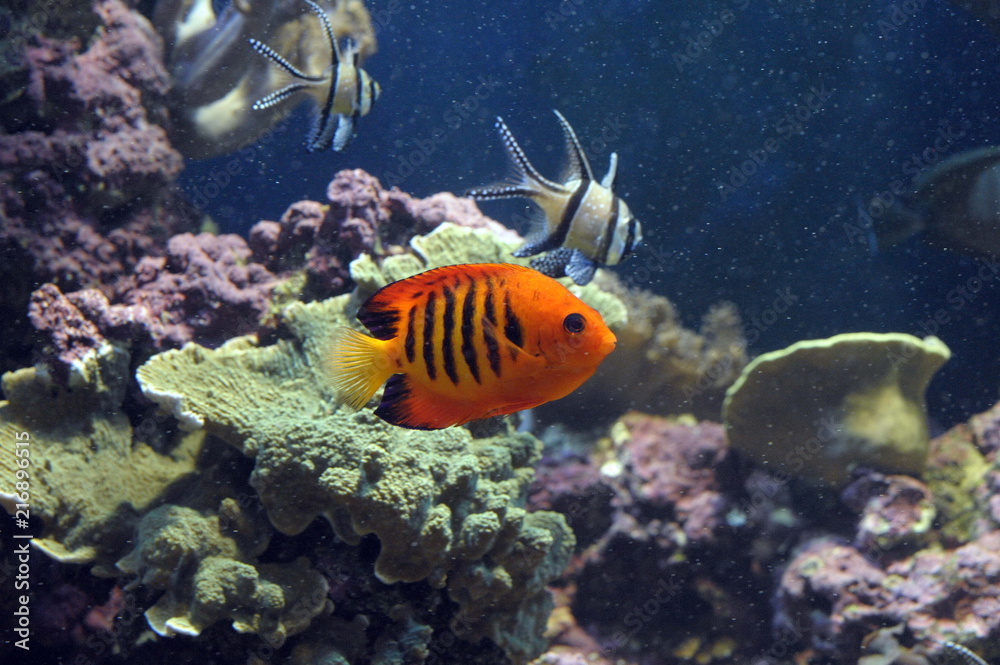 Undersea world. Diving. Aquarium, aquarium, fish, corals, sharks, aquarium fish, algae
