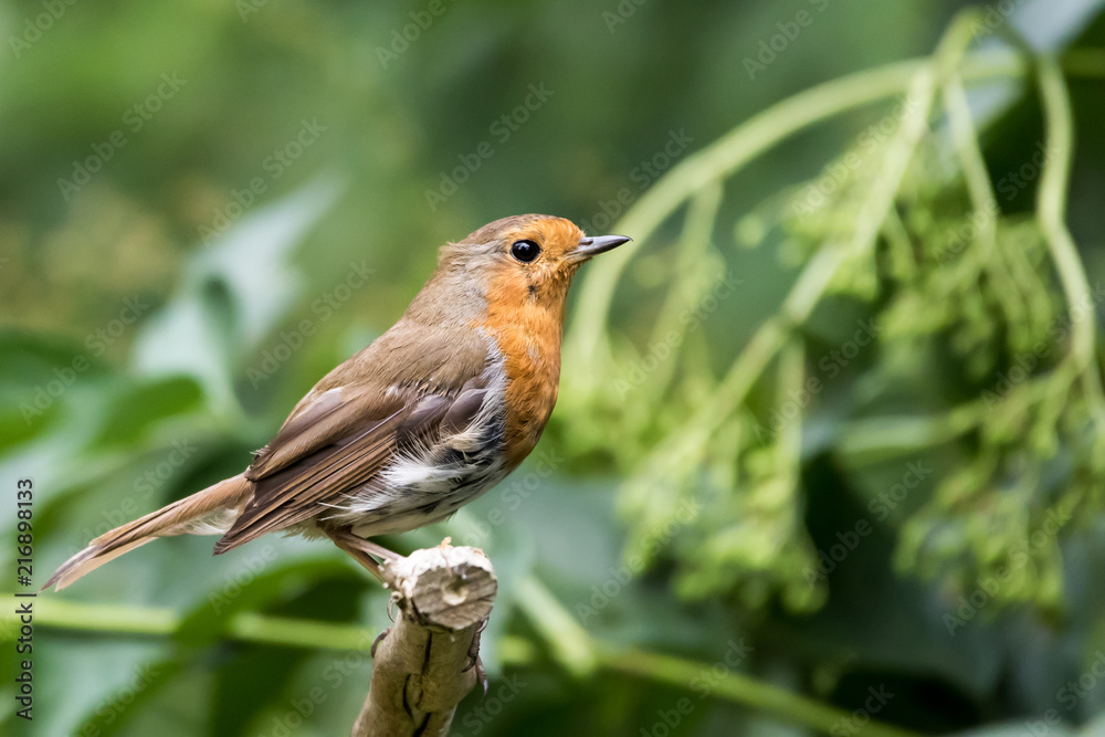 robin robin