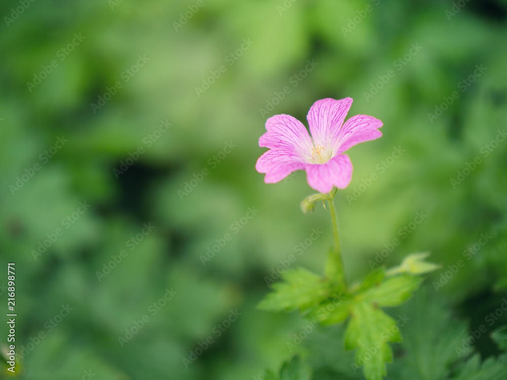 Fototapeta premium flower in the Summer garden,Northern Ireland