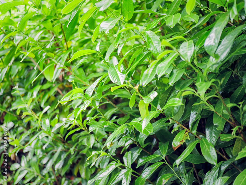 Green leaves in the Summer garden,Northern Ireland