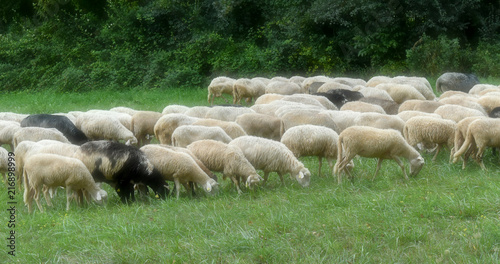 soft sheeps grazing in the meadow