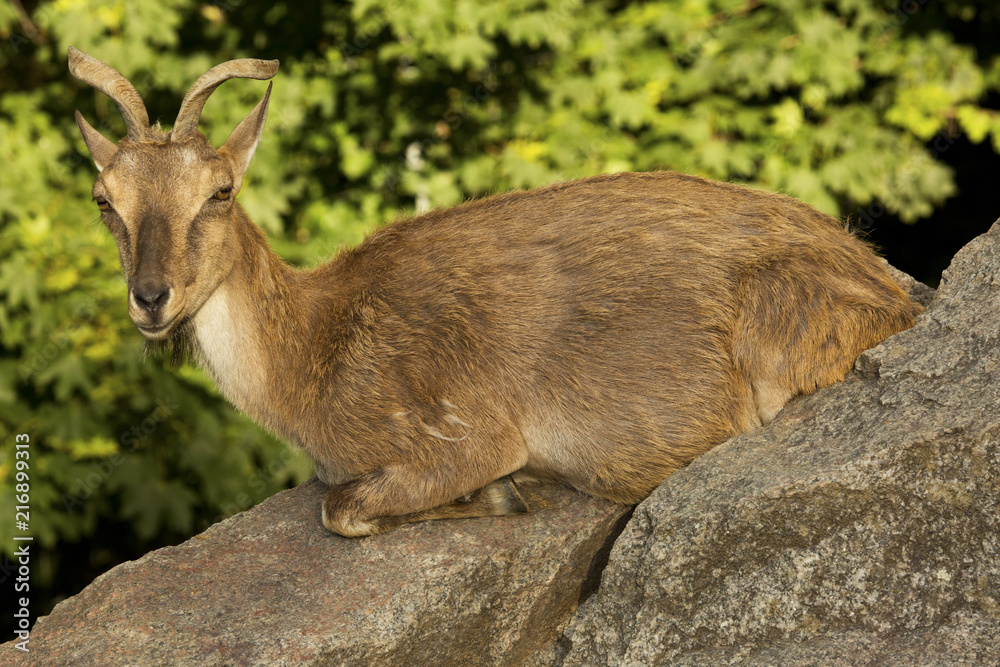 Fototapeta premium Markhor (Capra falconeri).