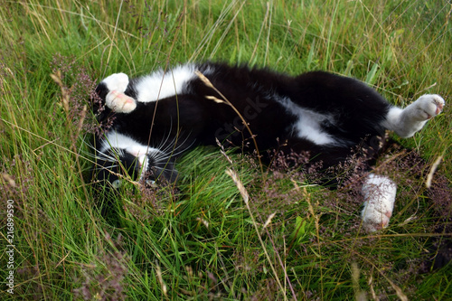 A black cat with white spots lies in the grass.