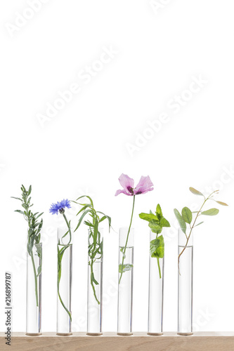 phitotherapy-beautiful flowers on test tube in rack, scientist experiment on biology and chemistry on white, copy space